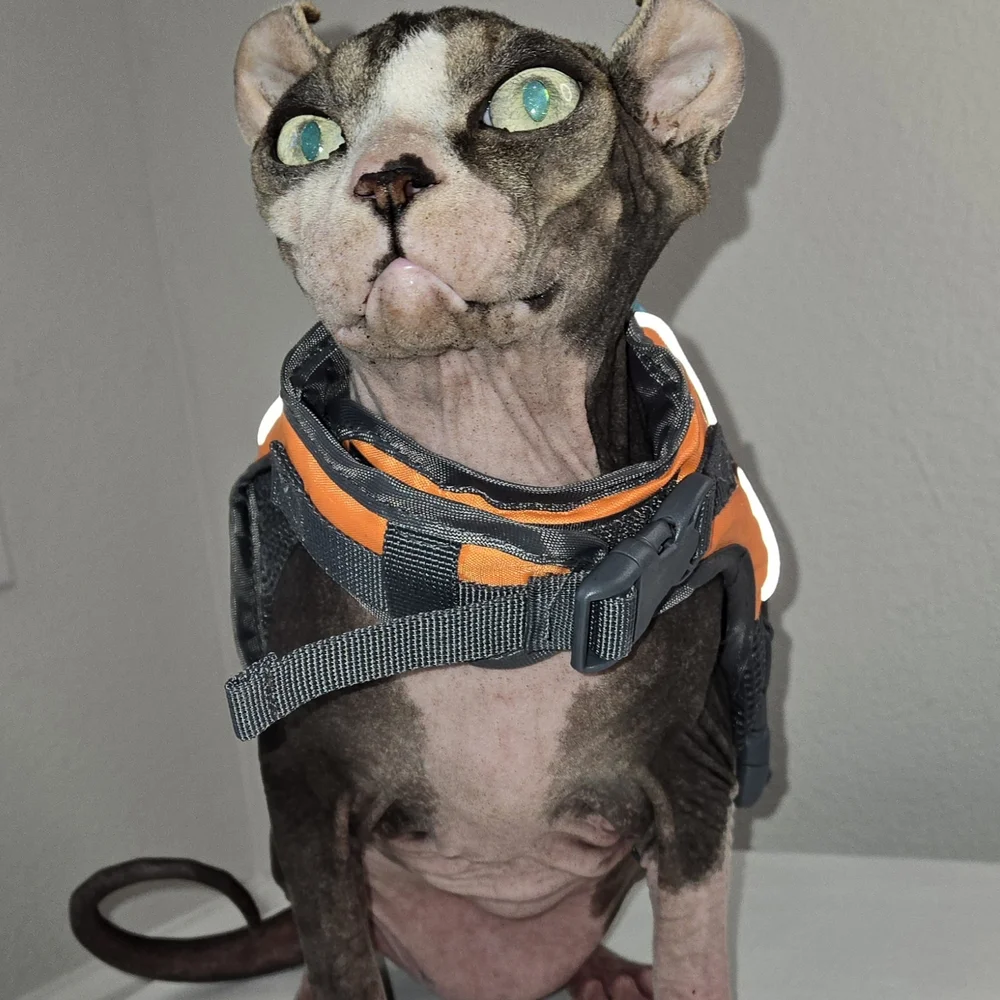 Orange and Blue Cat Life Jacket